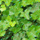 Plant Protection Net Mesh - Green